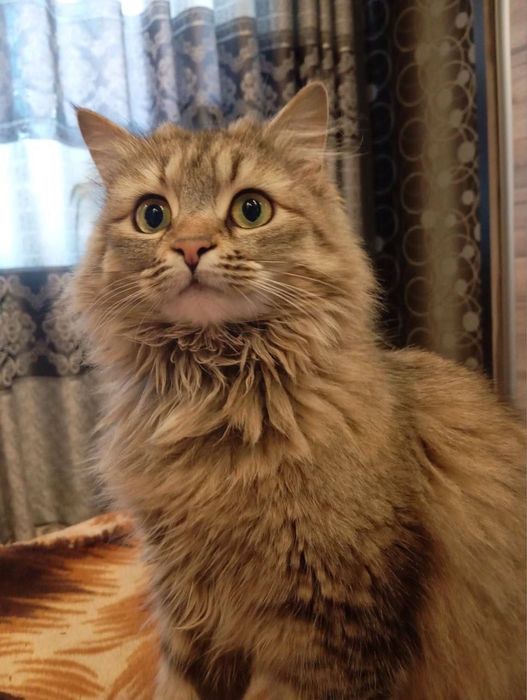 Кошечка в ответственные руки!