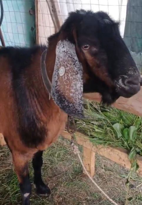 De vânzare țap anglonubian  ,preț negociabil