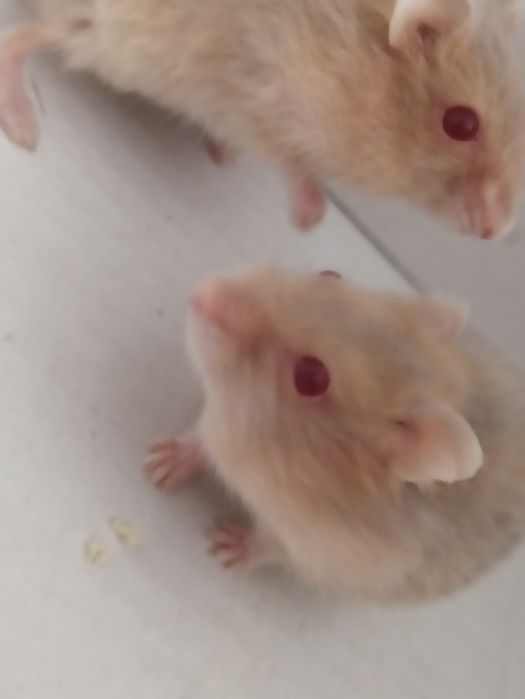 Продам хомечков*