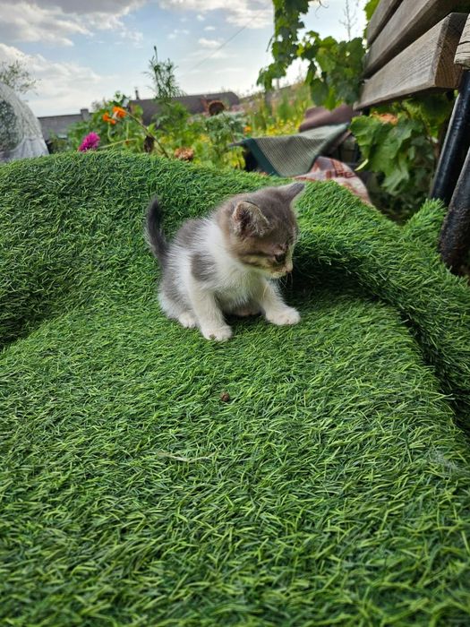 Отдам котят в хорошие руки