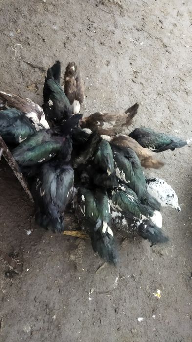 Продам молодых шипунов