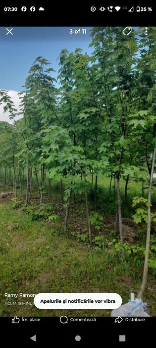 Platani leyladi mesteacăn tei catalpa