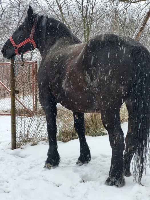 Iapa 5 ani gestanta in 8 luni