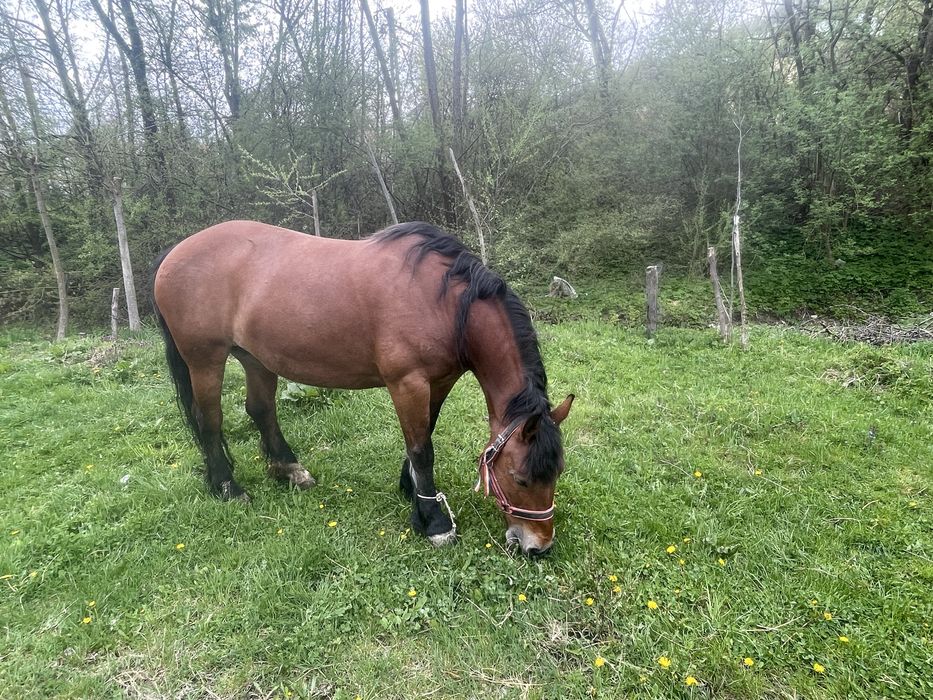 Vand iapă semi-grea  varstă 6 ani 0729381659