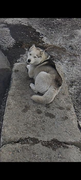 Щенки хаски галуба глази
