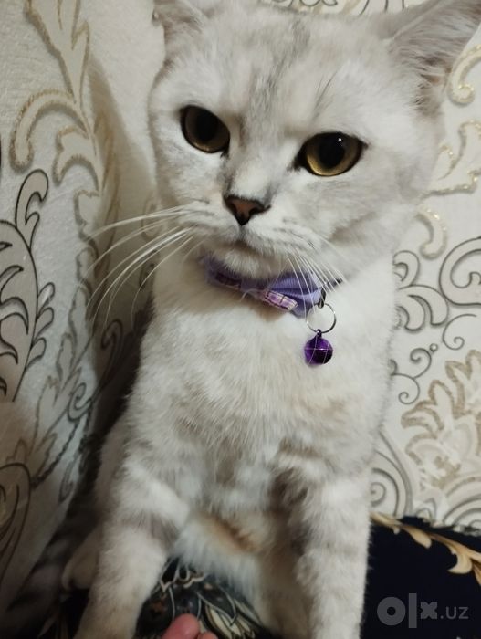 британский мушук
