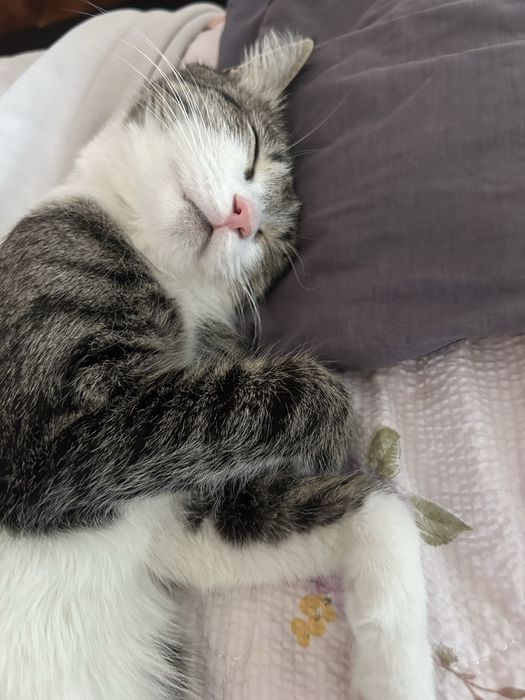 Отдам котенка даром