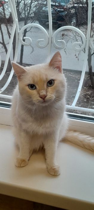 Котенок мальчик светлый