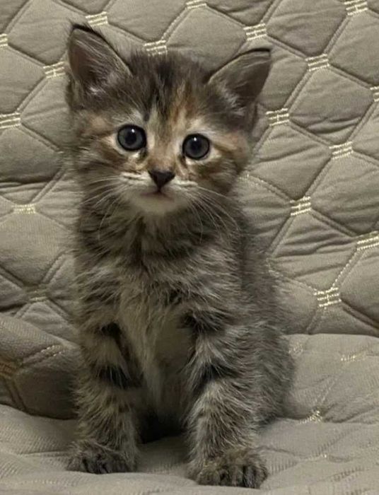 Котёнок 2 месяц рыже-серая