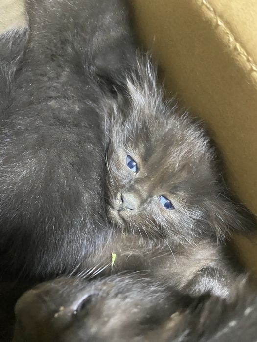 Отдам котят даром