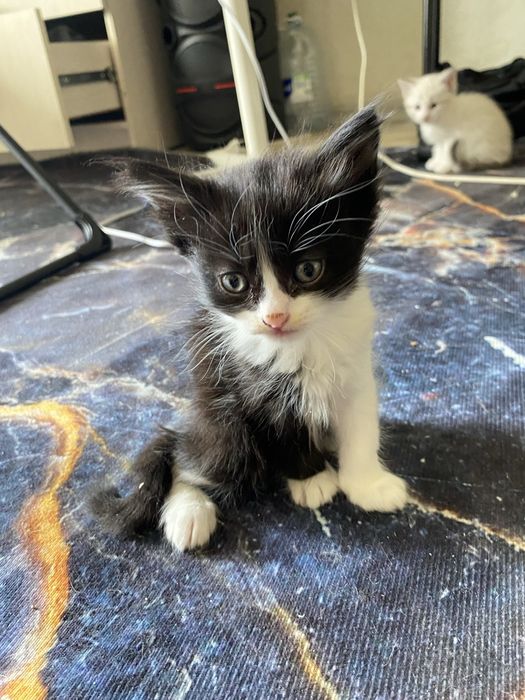 Отдам котят в добрые руки