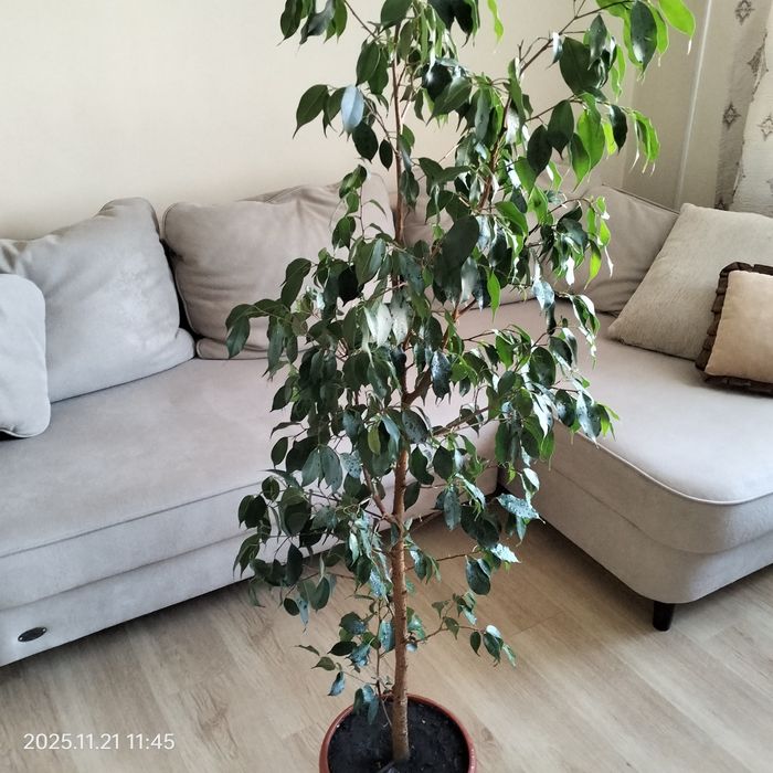 Фикус Бенджамина.