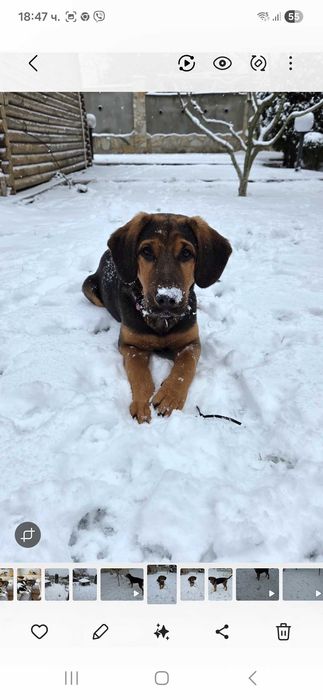 Подарявам кученца