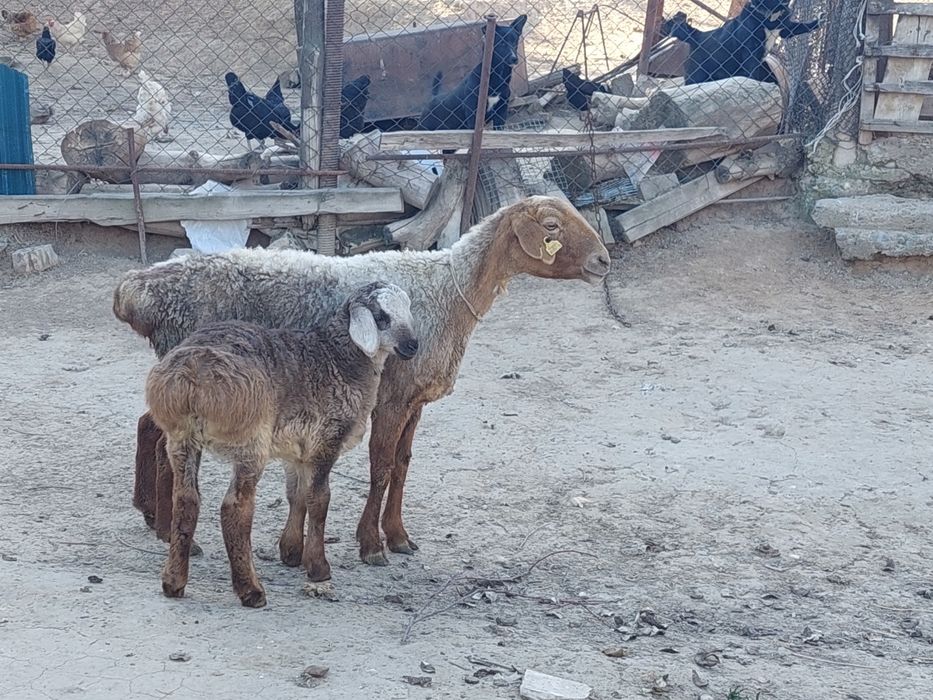 Жас қозылы қой сатылады