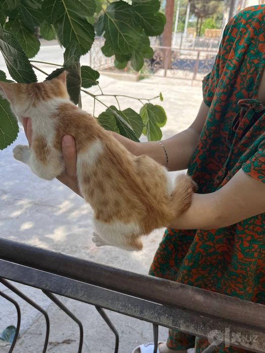 Отдам в хорошие руки