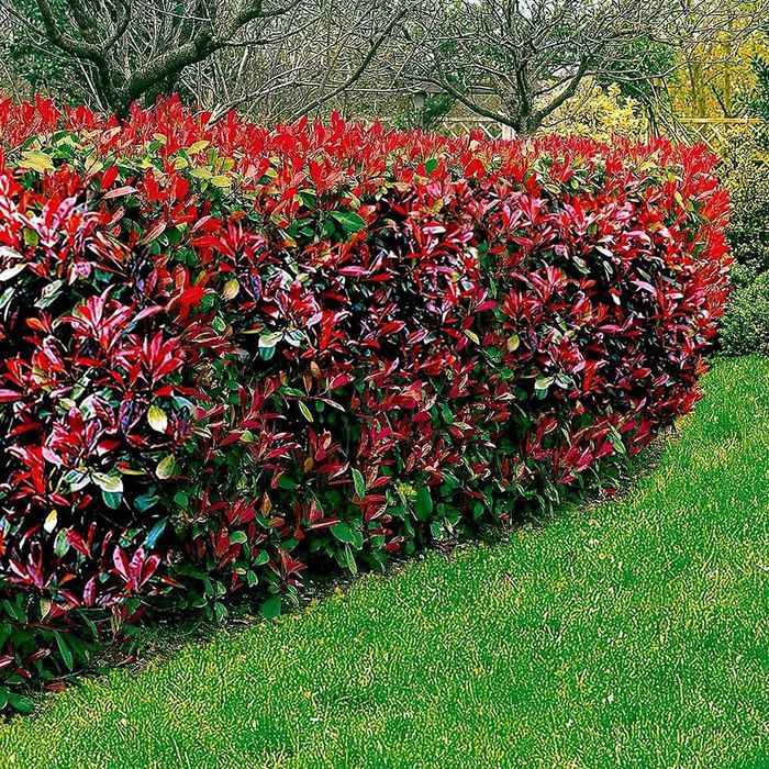 Photinia (Gard Viu )