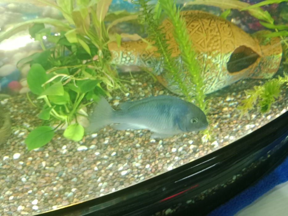 Голубой дельфин рыбка