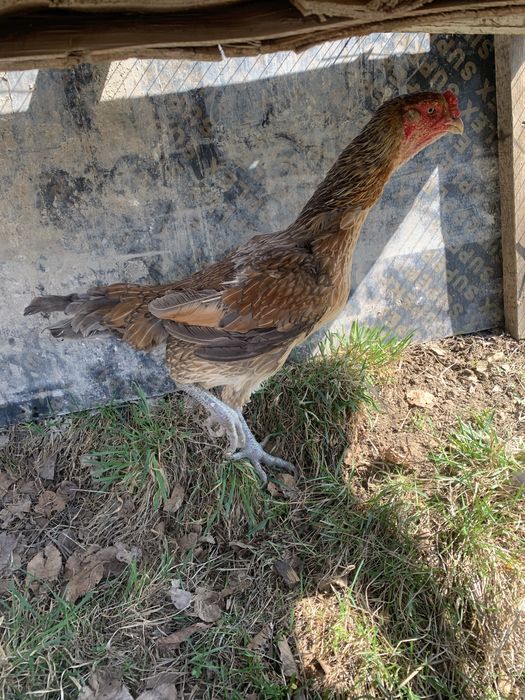 Пррдам бойцовую курицу