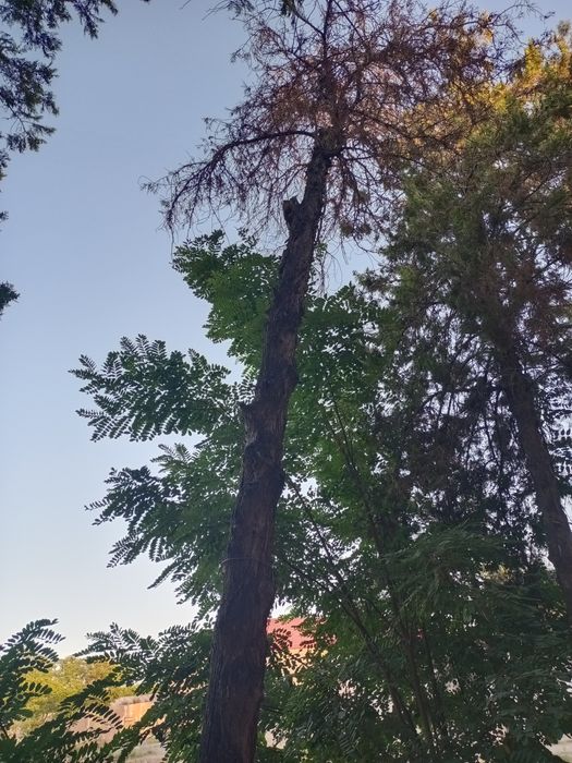 Хул ва Курук утинлар сотилади