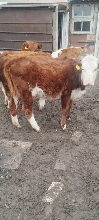 Продам телят этого года