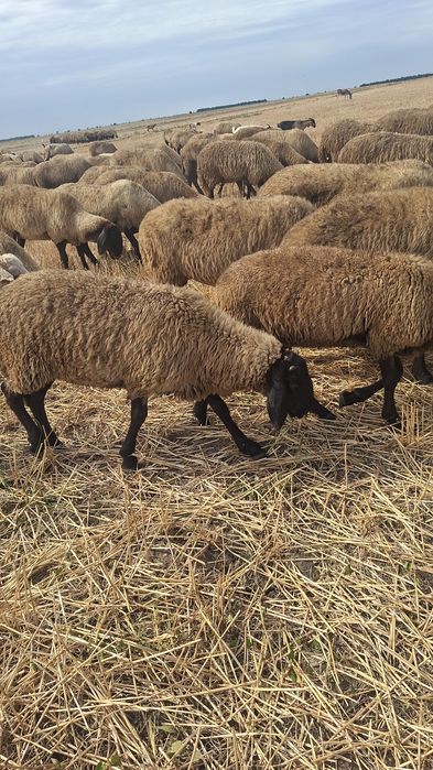 Oi Mame Carabas Cap-Negru Teleorman