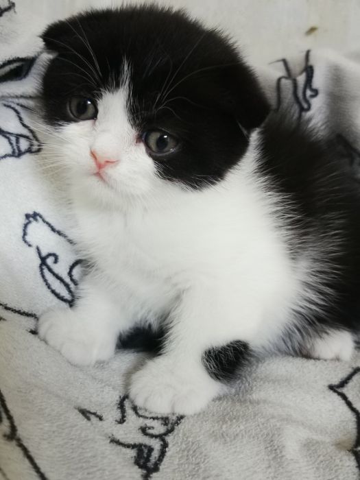 Продам красивых  котят