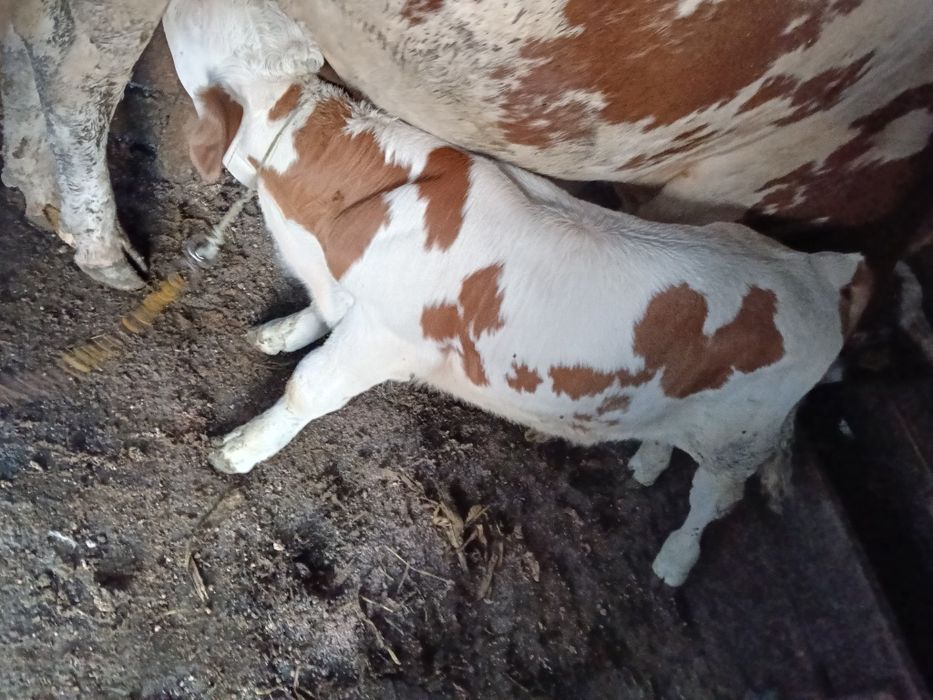 Vând vițel bălțat românesc