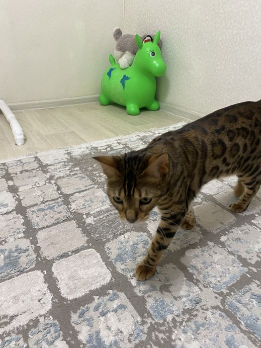 Бенгальская кошка