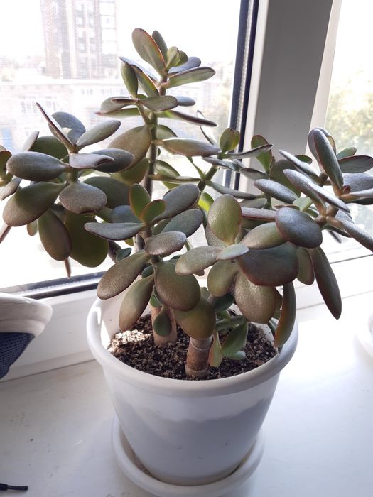 Цветок,  Денежное дерево