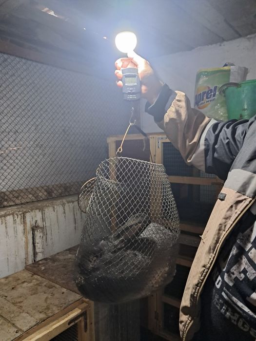 Продаются кролики