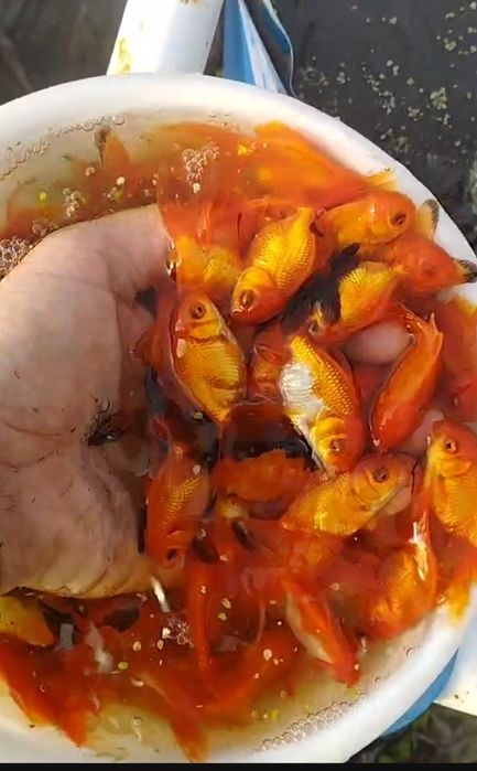 Золотые рыбки Аранда