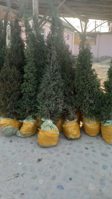 Манзарали арча кочатлари