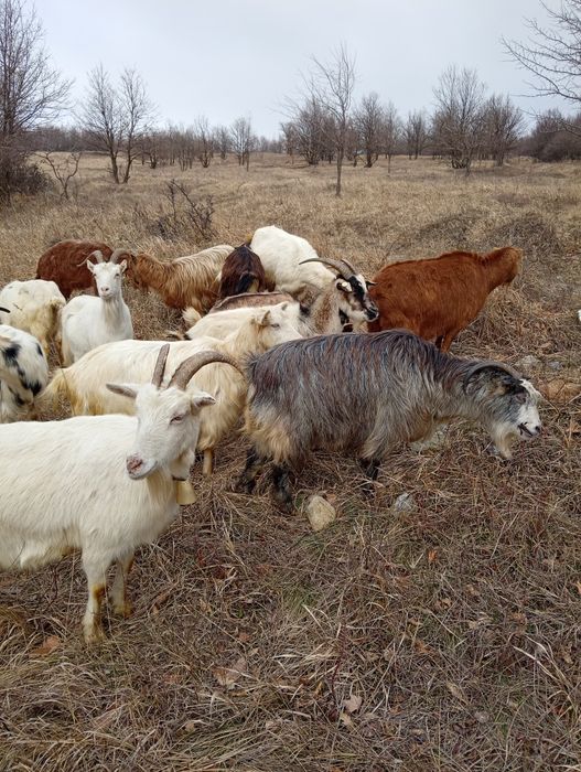 Vănd 20 de capre fătae și ne fătae restu urmeză să fete