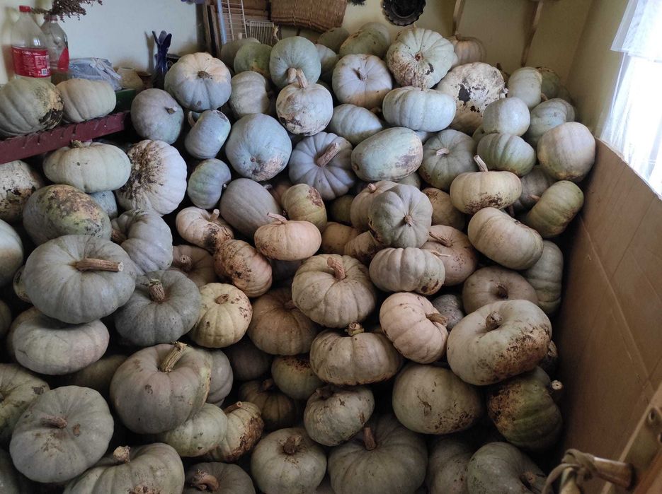 Vând dovleci plăcintari și turcești