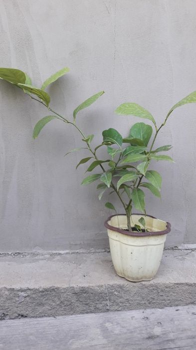 Лимон Павловский