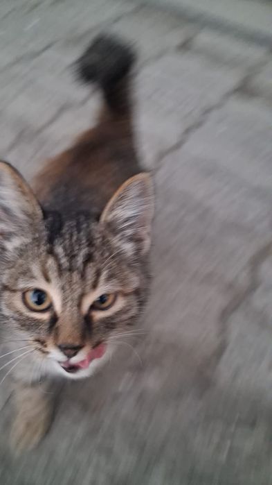 Крутая Кошка девочка в семью