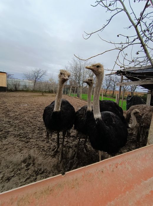 Struți de vânzare – 4 masculi + 1 femelă (2 ani și 4 luni)