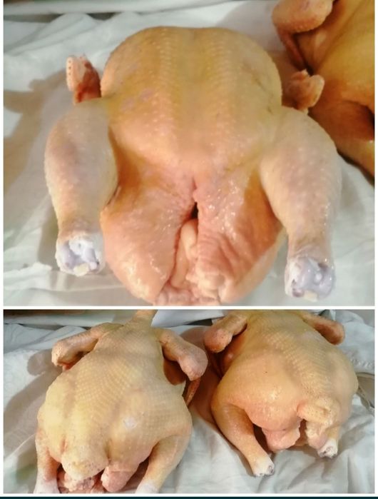 Куры бройлер. Бройлер тауығы сатылады.