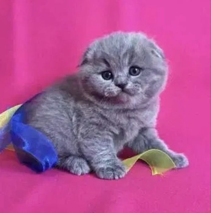 Scottish fold mascul