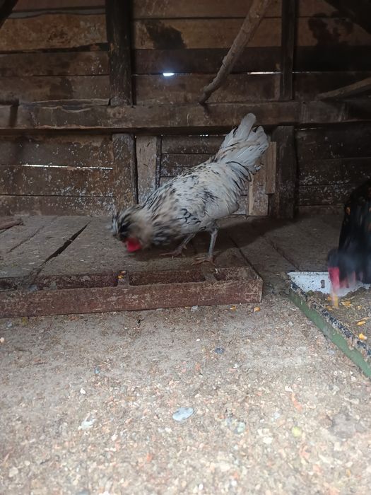 Oua din gainile din poze brahma ,motate ,paduana strumsky batan