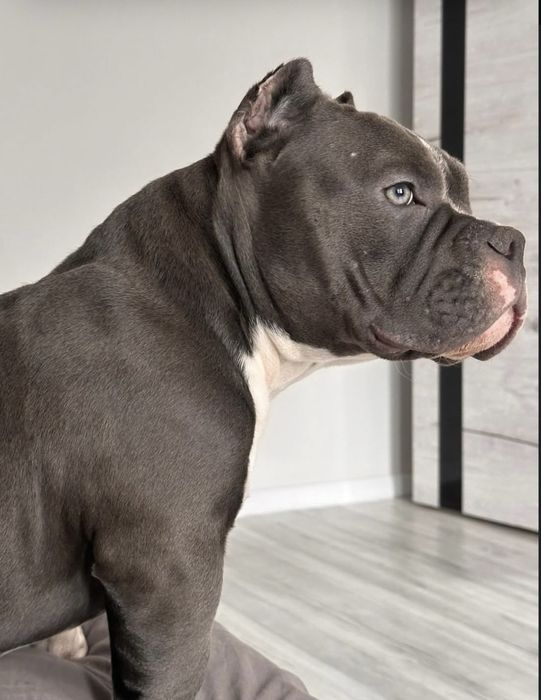 Американский булли мини ВЯЗКА