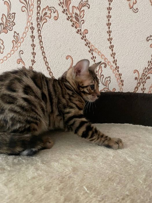 Бенгальские котята