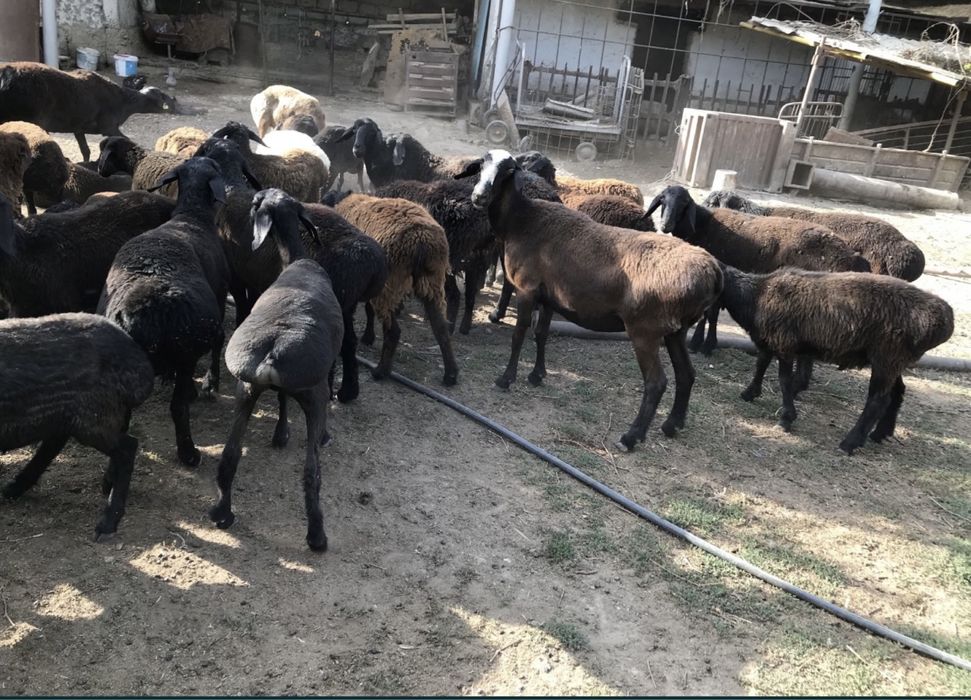 Кой токты сатылады