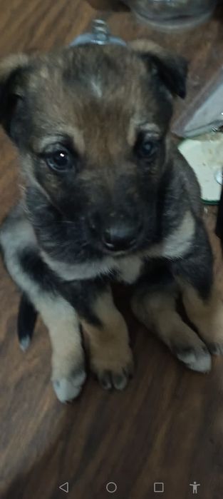 Одам девочку щенок 1,5 месеца
