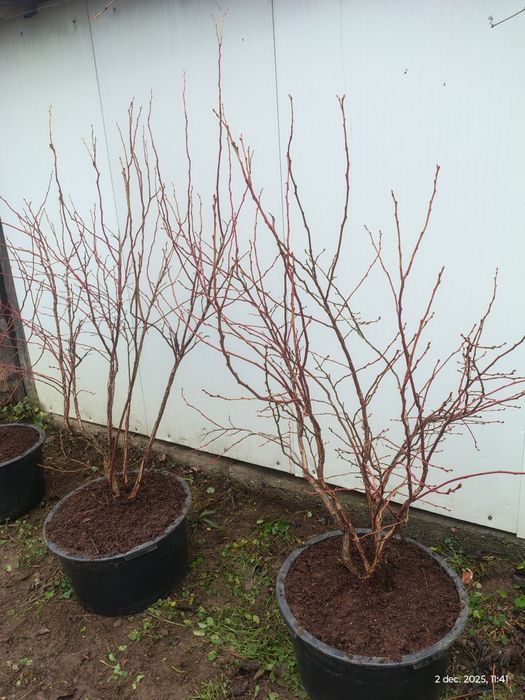 Afine cultură Duke anul 5