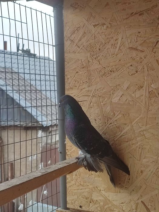 Продам голубя кишмиш