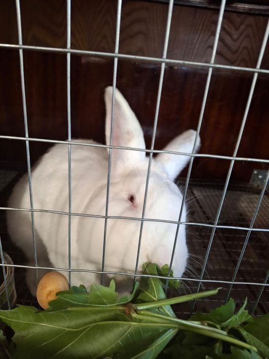 Продавам зайци пеперуда и новозеландски