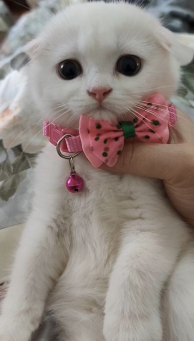 Scottish fold qizaloq
