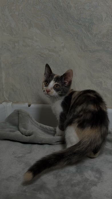 Присраивается котёнок в добрые руки