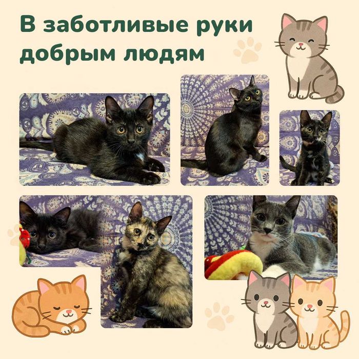 Отдам котят добрым людям